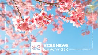 Cherry Blossoms on full display at Brooklyn Botanic Garden [upl. by Margarete379]