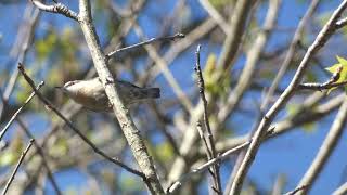 BrownHeaded Nuthatch Squeaking [upl. by Mixie713]