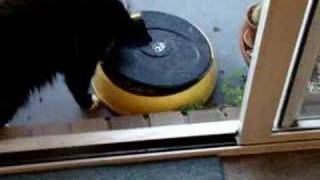 Cat beating auto cat feeder [upl. by Morganne]