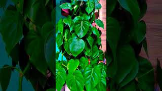 heart leaf ka plants ☘️☘️ [upl. by Karoline]