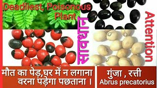 Deadliest amp Poisonous PlantRosery Pea Abrus precatorius रत्ती गुंजा [upl. by Aliekahs]