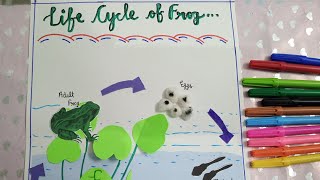 frog lifecycle 🐸3D project of frog lifecycle science project schoolproject [upl. by Uri]