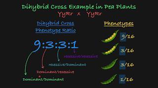 Genetics  Dihybrid Cross Example 2 [upl. by Sclar606]