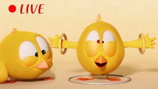 🔴 LIVE CARTOON  WHERES CHICKY  🐥 Cartoon in English for Kids  Live Stream [upl. by Siahc245]