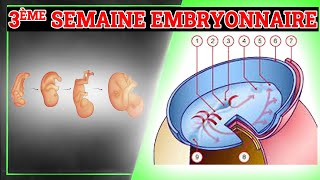 3ème Semaine du Développement Embryonnaire  Embryologie Humaine [upl. by Riannon]