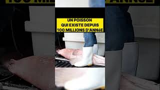 Un poisson qui existe depuis 100 millions dannéestreetcuisine food streetfood cuisine poisson [upl. by Marnia]