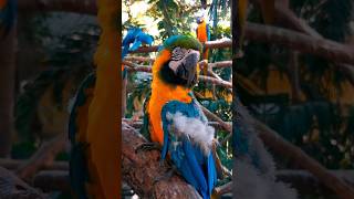 amazing facts about macaw parrot  macaw parrot information in hindi macaw shorts [upl. by Elohcin]