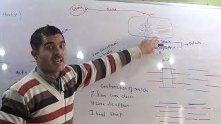 L8 Sliding filament model ultra structure of myofilaments [upl. by Herb]