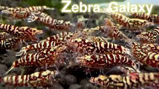 Zebra Galaxy  Shrimphub [upl. by Nelra]