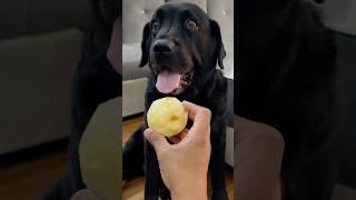 My Dog Loves Apple doglover lucky [upl. by Douty]