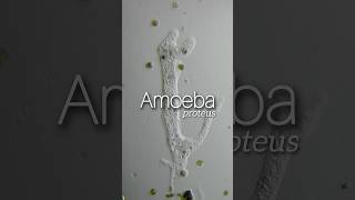 La Larga Marcha de Amoeba proteus Ameba [upl. by Franz]