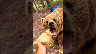 Funniest Bears Videos🐻 Polar Bear  Baby Bear  Funny Animals shorts bear funnybear [upl. by Cornel]