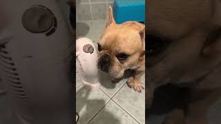 Papino aveva lasciato accesa la stufetta per me e invece …🤪🤪🤪 bulldog ettore pulcino [upl. by Gabor]