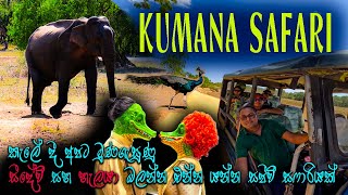 Kumana National Park  කුමන ජාතික වනෝද්‍යානය  srilanka safari kumana [upl. by Akemaj]