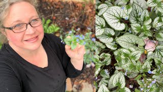 Brunnera Macrophylla  Jack Frost Siberian Bugloss Growing in My Spring Garden [upl. by Biernat915]