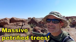 Uncover the mindblowing history of Petrified Forest National Park [upl. by Monney]