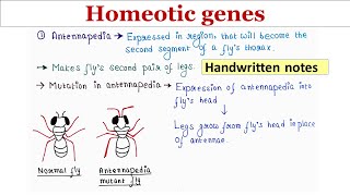 Homeotic gene  Handwritten notes [upl. by Ardolino132]