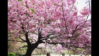 Cerezos Japoneses [upl. by Enitsirhk369]