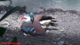 Philadelphia Zoo Bartletts Bleeding Heart Dove [upl. by Ezirtaeb]