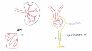 Why do our kidneys filter so much [upl. by Anayeek]