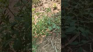 Tomato farm organicfarming villagelife farmers sklm raddish pleasesubscribe indianfarmers [upl. by Porta]