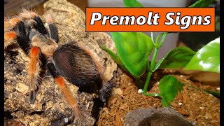 Signs your Tarantula is in premolt [upl. by Nnylamme]