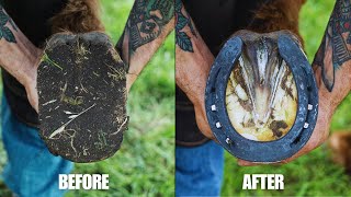 Farrier Full Hoof Restoration  Satisfying ASMR [upl. by Anialed]