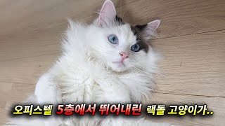 오피스텔 5층 창문 밖으로 뛰어내린 랙돌 고양이 고양이탐정 [upl. by Eyt]