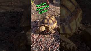 Torty the Sulcata Tortoise walks through the sprinkler to say hi to DesertWorm [upl. by Switzer422]