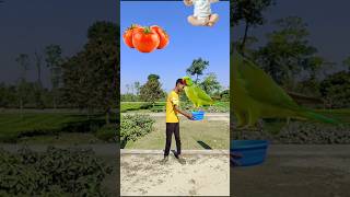 Flying crying babies tomato forg lizard amp parrot catching vs hen 😃 shorts [upl. by Notrom]