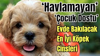 Evde Beslenecek En İyi Köpek Cinsleri  Zeki Aile Köpekleri [upl. by Aloise]