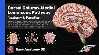 Dorsal Column  Medial Lemniscus Pathway DCML  Ascending Tracts Anatomy amp Function  Easy Anatomy [upl. by Ahsikin]