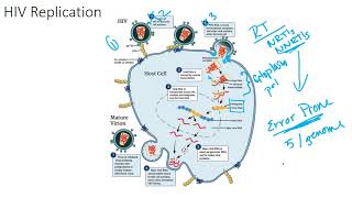 The HIV Viral Replication Cycle [upl. by Stephens]