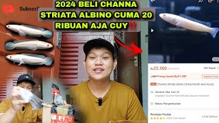 2024 Beli channa striata albino mata merahh di warunk channa‼️ [upl. by Oliver]