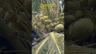 Ricos cocos campo [upl. by Nosnarb]