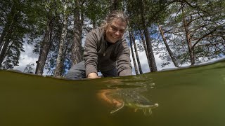 Healing Waters  Return of the Sturgeon  Release in Sweden supported by the Wildlife Comeback Fund [upl. by Rosena557]