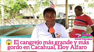 🔴 El cangrejo más grande y gordo en Cacahual [upl. by Ltihcox]