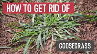 How to Get Rid of Goosegrass Weed Management [upl. by Pamela]