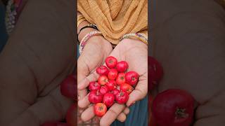 Cherries harvesting barbadoscherry mygarden harvesting gardening shortvideo ytshorts shorts [upl. by Emmalynne]