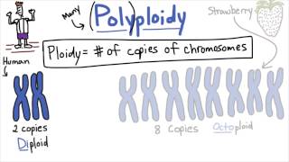 Polyploidy  Tales from the Genome [upl. by Mickey]