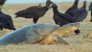 Giant turtles vs vultures  BBC wildlife [upl. by Ecyned183]