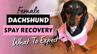 Female DACHSHUND Spay Recovery  What to Expect [upl. by Erica]