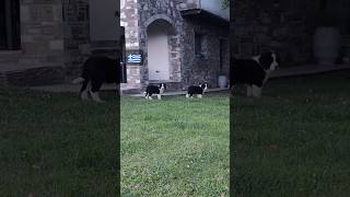 Greek shepherds ktenasgroup puppy carnilove σκύλοσ doglover [upl. by Nitneuq]