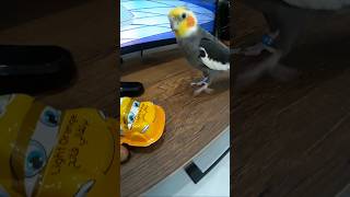 cockatiel cockatielsinging birds cockatielsing parrot cockatielsound pets cockatielbird cut [upl. by Agnella]