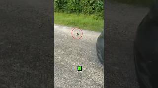 Man Picks Up Kitten on Road and Gets a Shock😯 [upl. by Plossl]