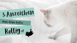 3 Anzeichen für eine rollige Katze 🐱🐱🐱 [upl. by Aserehtairam]