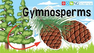 Gymnosperms [upl. by Calysta575]