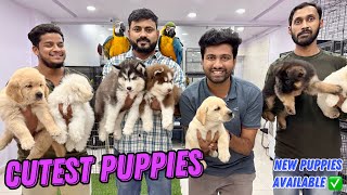 SHOW QUALITY PUPPIES SPECIAL 🐕‍🦺 BEST PRICE CHEAPEST PET SHOP  PURE BREED DOGS IN HYD [upl. by Sucramed]