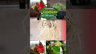 Growing caladium in water [upl. by Dorian]