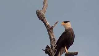 HAWK CRESTED CARACARA vocalizing CARACARA PLANCUS CARCARÁ CARANCHO GAVIÃODEQUEIMADA [upl. by Duhl736]